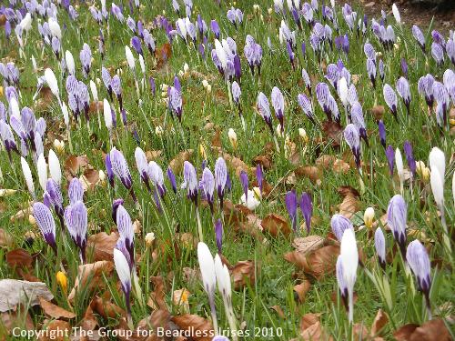 Crocus 